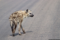 KNP_0324
