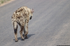 KNP_0325