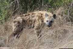 KNP_0327