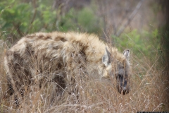 KNP_0328