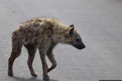 KNP_0329