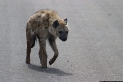 KNP_0330