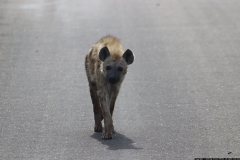 KNP_0331