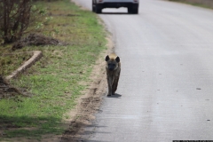 KNP_0333