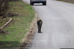 KNP_0334