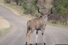 KNP_0335