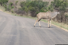 KNP_0336