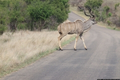 KNP_0337
