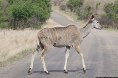 KNP_0338