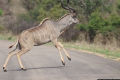 KNP_0339