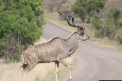 KNP_0340
