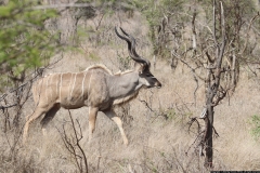 KNP_0343