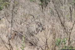 KNP_0345