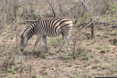 KNP_0346