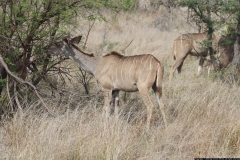 KNP_0347
