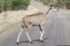KNP_0348