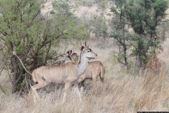 KNP_0349