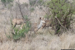 KNP_0350