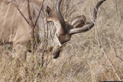 KNP_0351