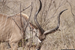 KNP_0352