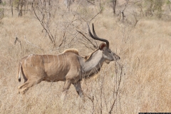 KNP_0354