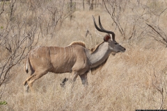 KNP_0355