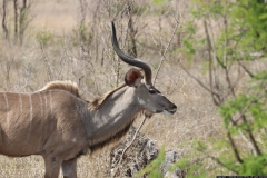 KNP_0356