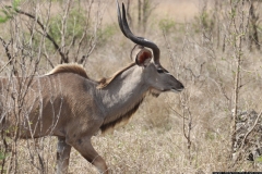 KNP_0357