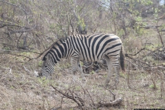 KNP_0358