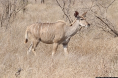 KNP_0359