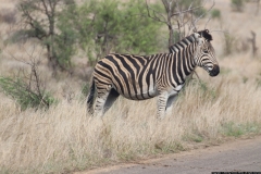 KNP_0360
