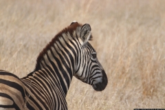 KNP_0361