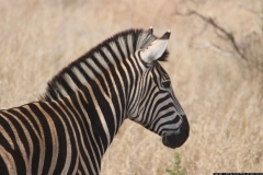 KNP_0362