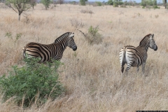 KNP_0363
