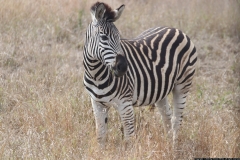 KNP_0364