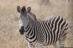 KNP_0365