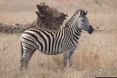 KNP_0366