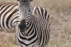 KNP_0367
