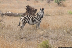 KNP_0368
