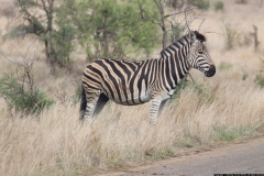 KNP_0369