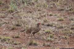 KNP_0370