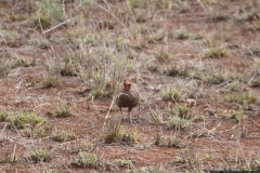 KNP_0371