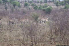 KNP_0372