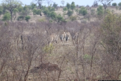 KNP_0373
