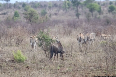 KNP_0374