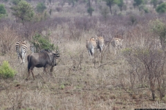 KNP_0375