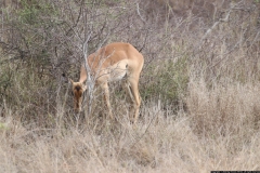 KNP_0376