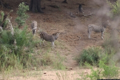 KNP_0380