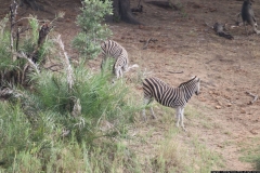 KNP_0381