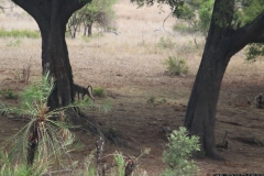 KNP_0382